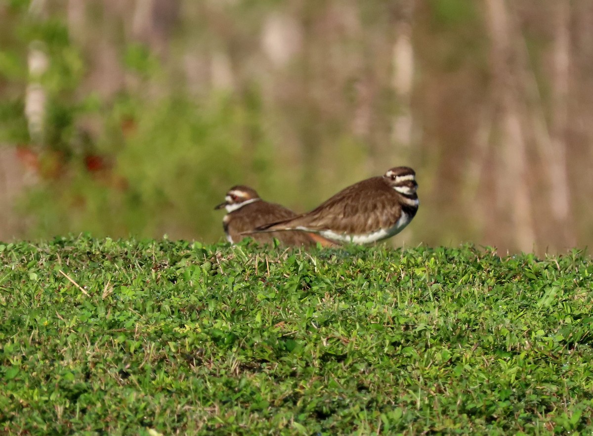 Ebird Checklist Nov Big Cypress National Preserve Monument Lake Campground Species