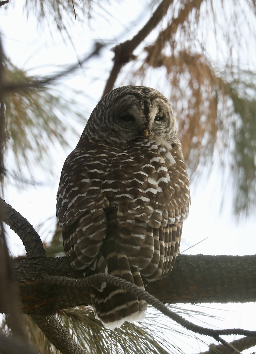 Barred Owl - Rick Vetter