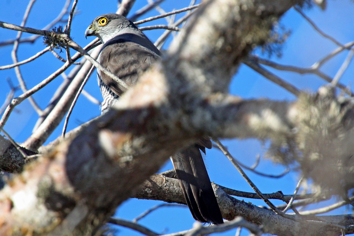 Madagascar Sparrowhawk - ML611728132