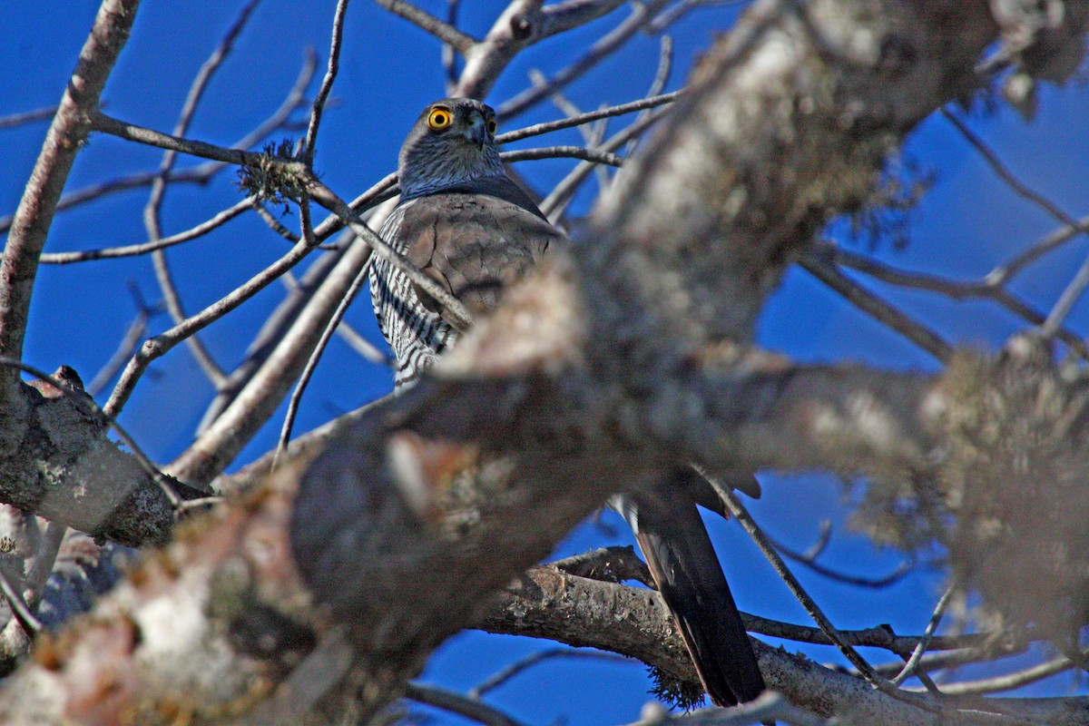 Madagascar Sparrowhawk - ML611728133