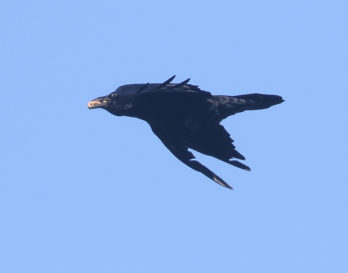 Common Raven - ML611728467
