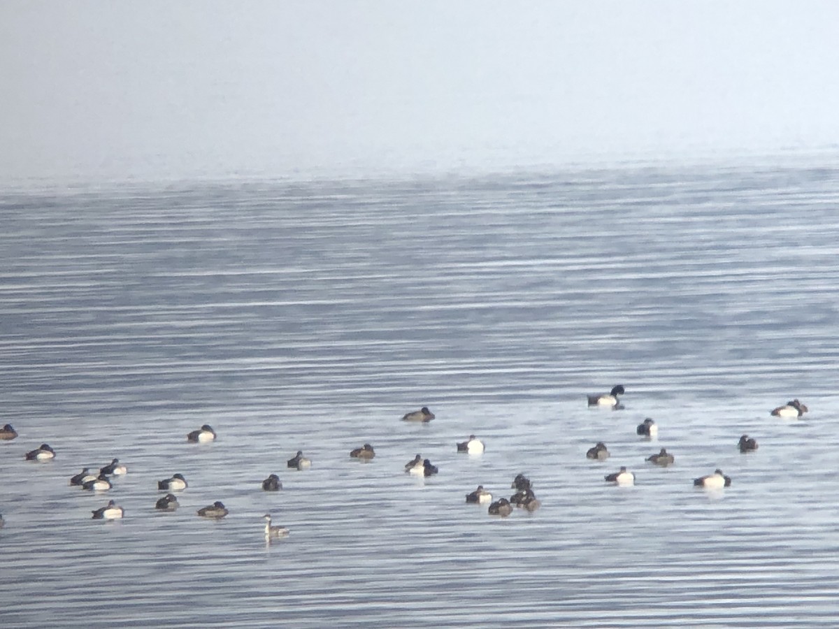 eBird Checklist - 25 Jan 2022 - 宍道湖 鳥ケ崎沖 - 1 species