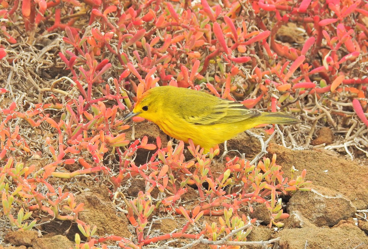 Yellow Warbler (Galapagos) - ML611729021