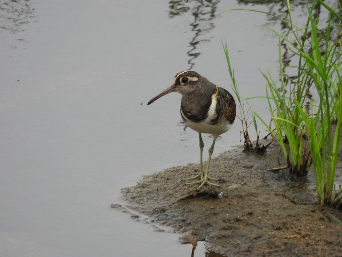 Greater Painted-Snipe - ML611729592