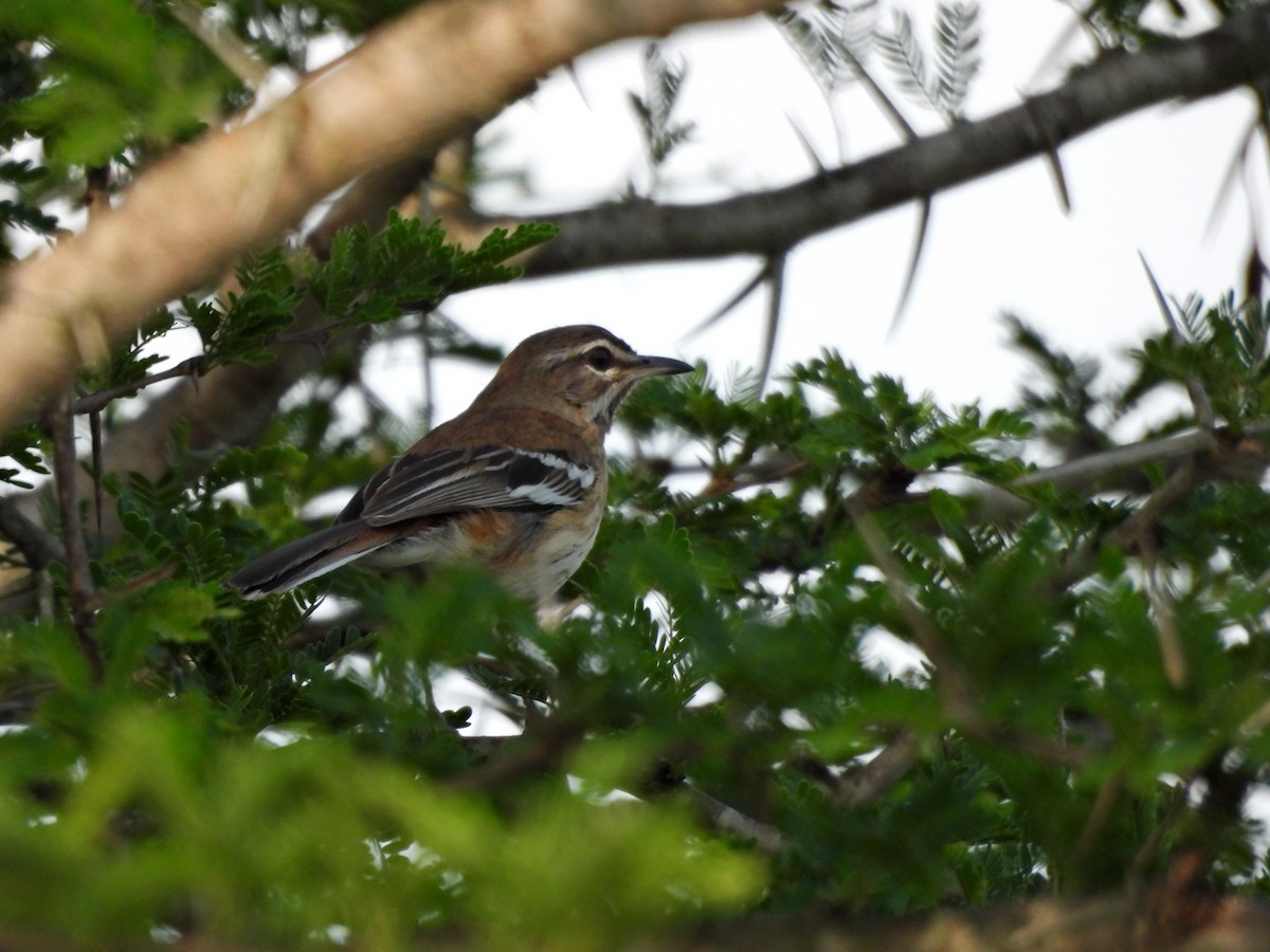 Red-backed Scrub-Robin (Red-backed) - ML611729708