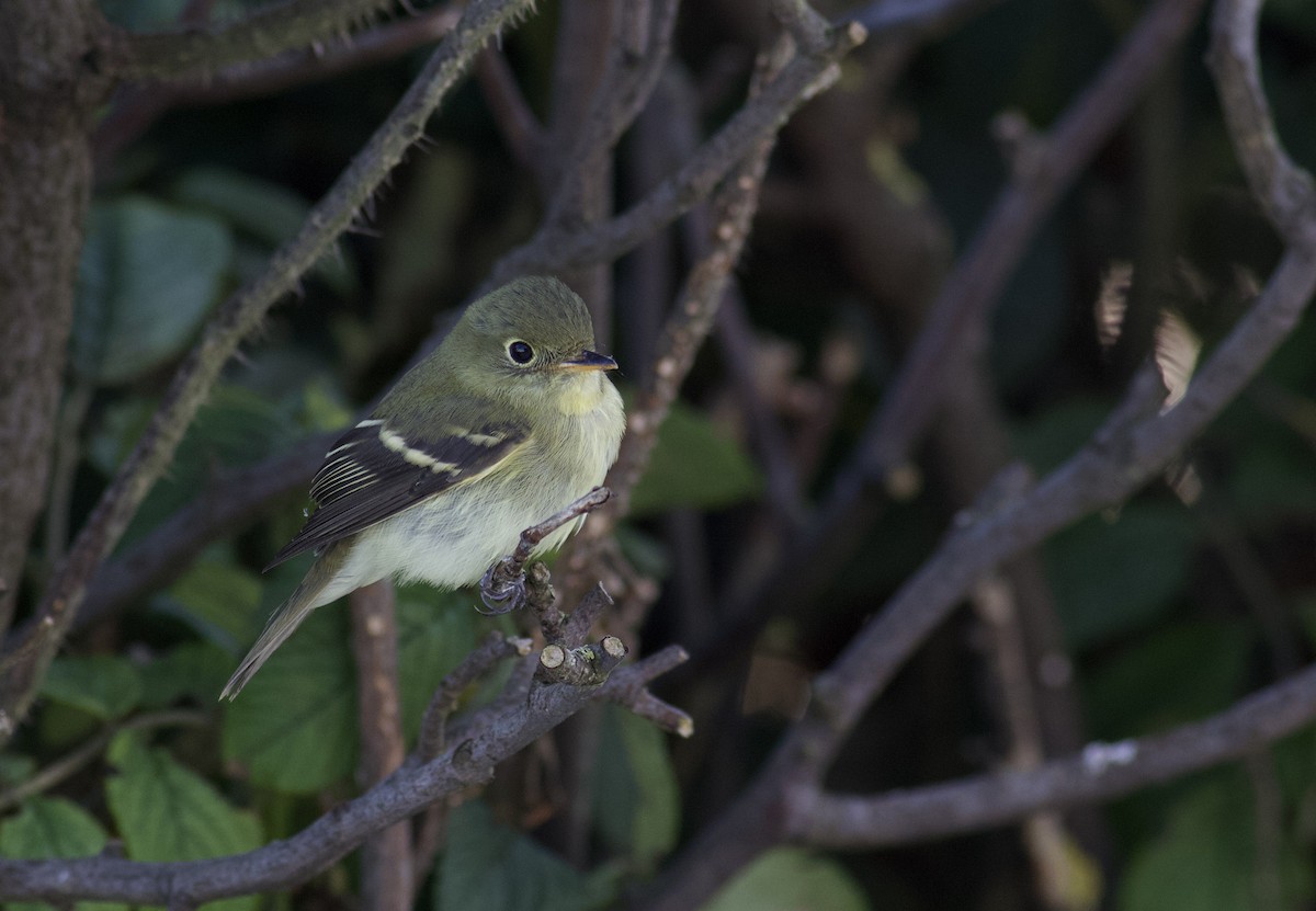 Yellow-bellied Flycatcher - Nathan Dubrow