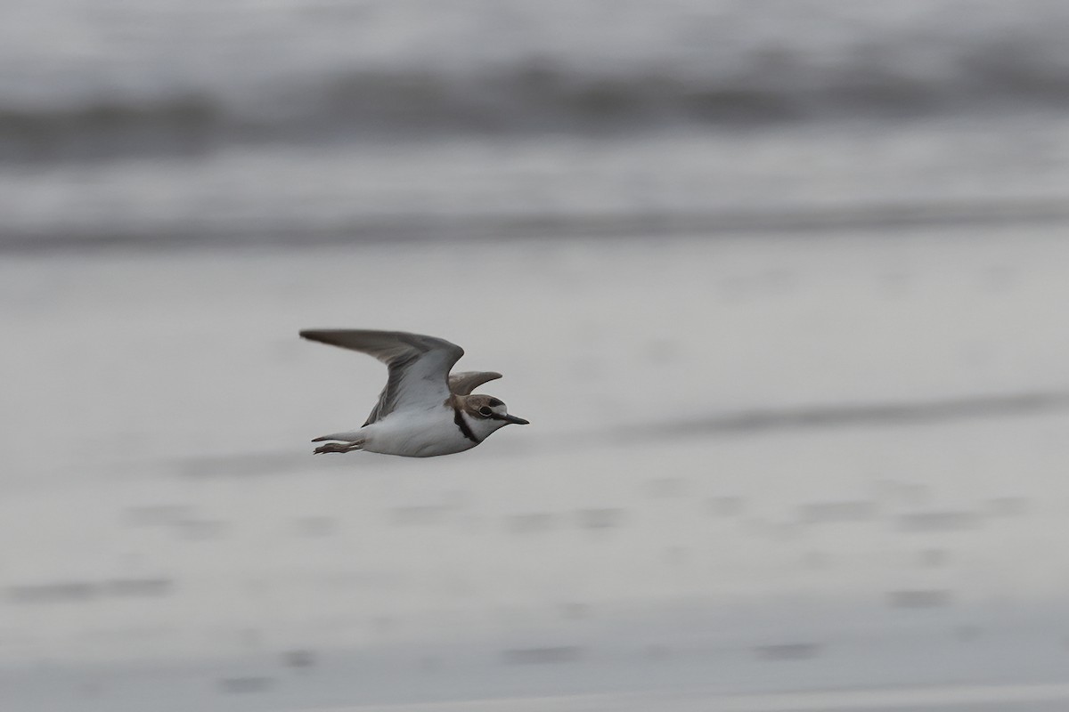 Collared Plover - ML611729951