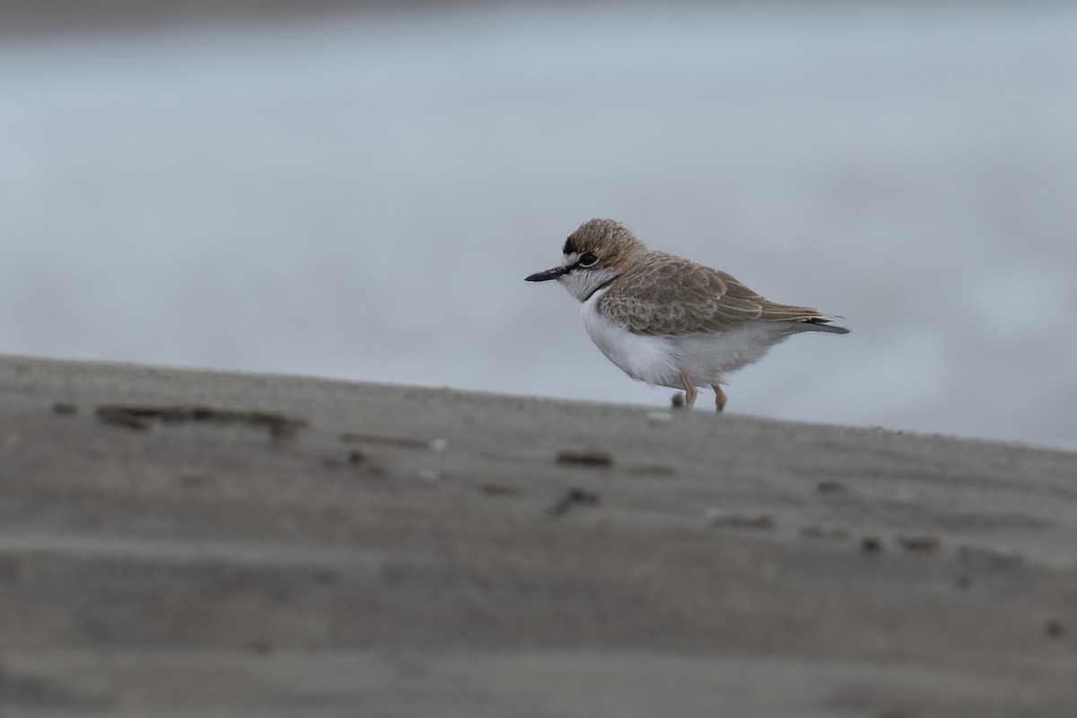 Collared Plover - ML611729953
