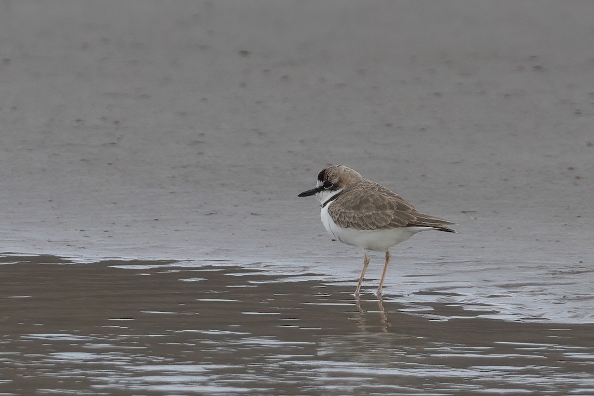 Collared Plover - ML611729954