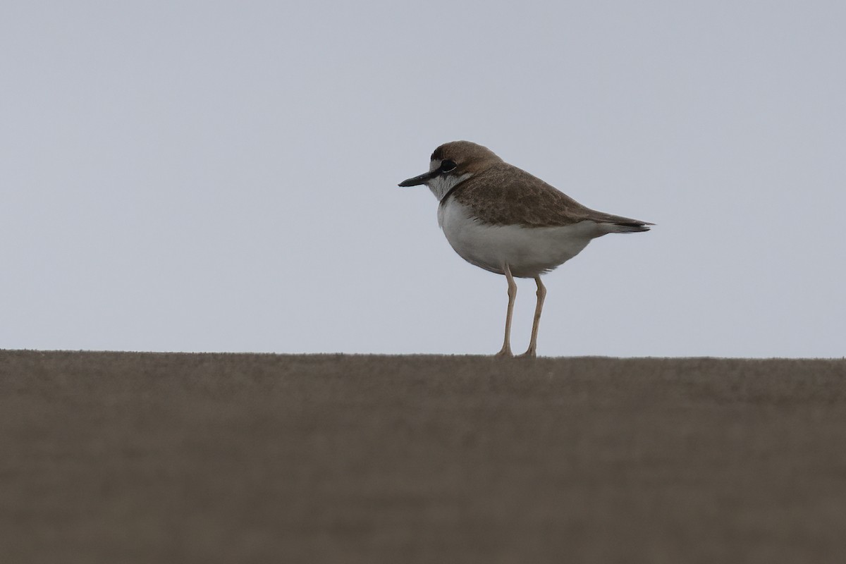 Collared Plover - Ted Keyel