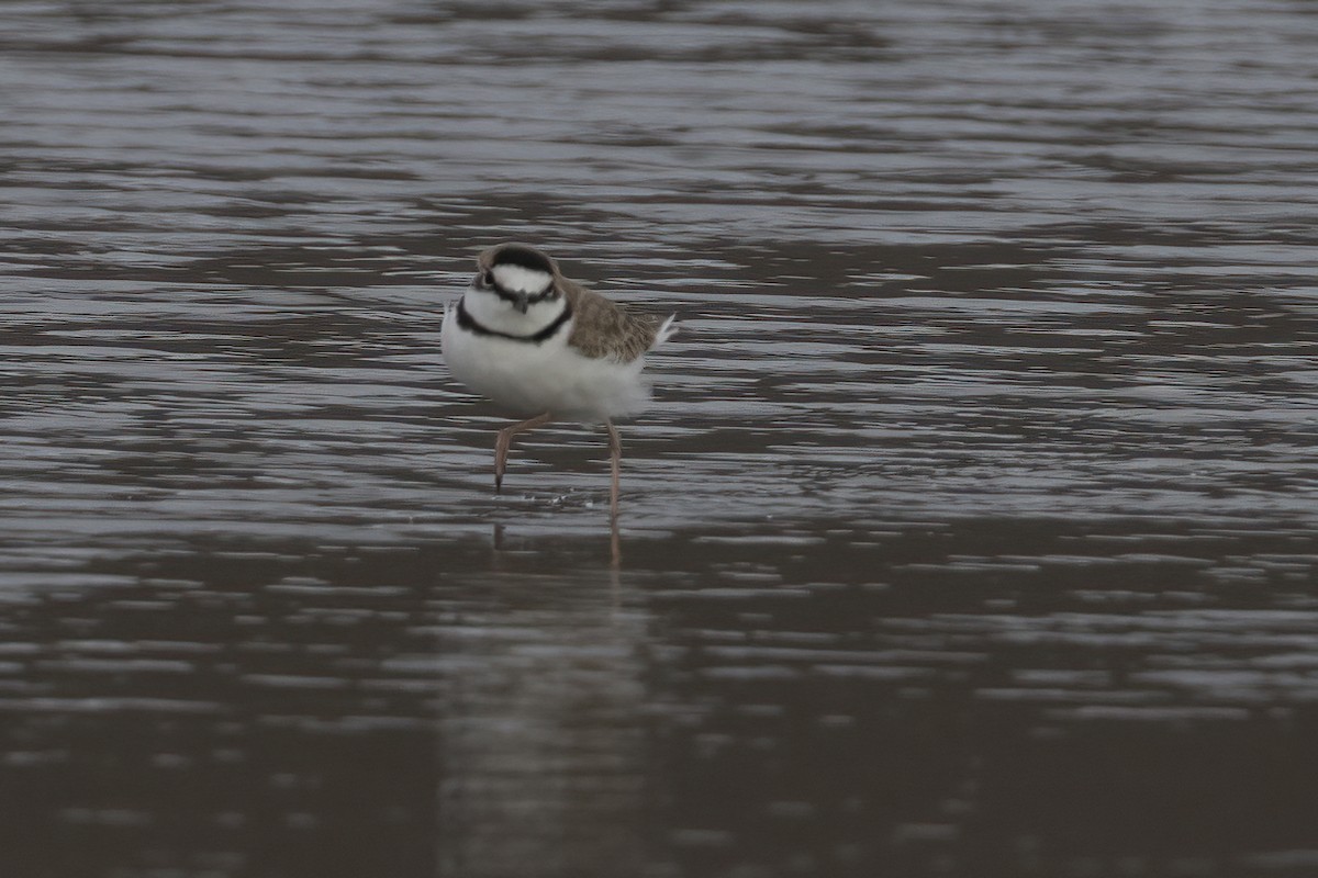 Collared Plover - ML611729959