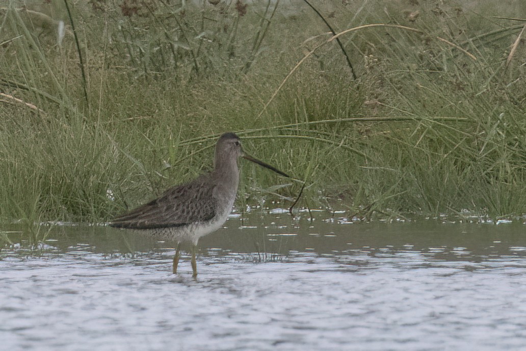 Long-billed Dowitcher - ML611729984