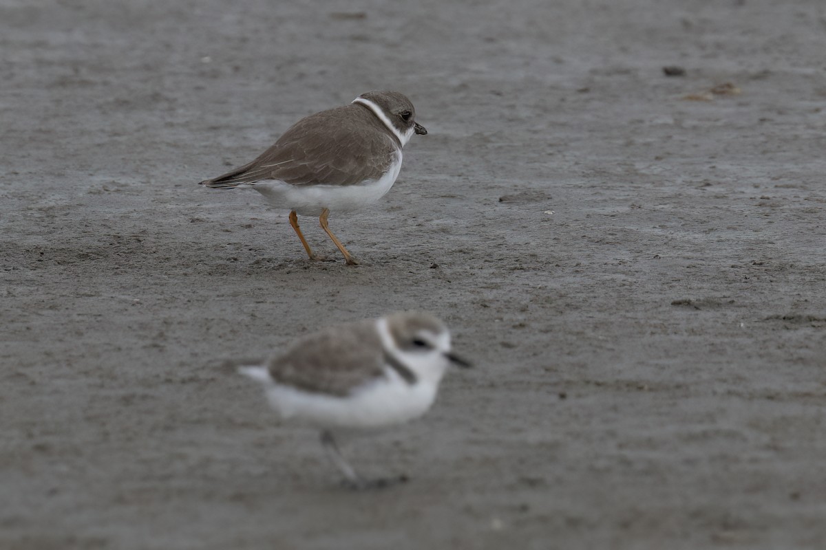 Semipalmated Plover - ML611730021