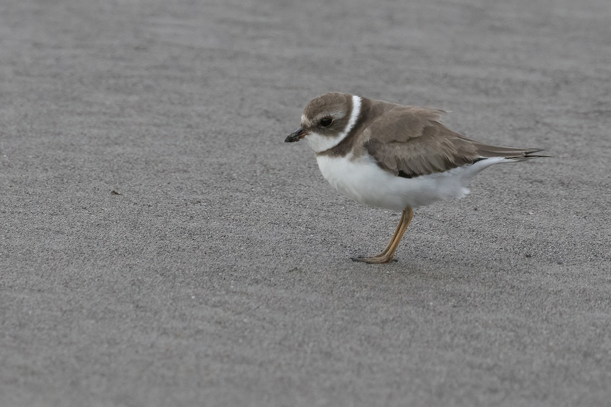 Semipalmated Plover - ML611730022