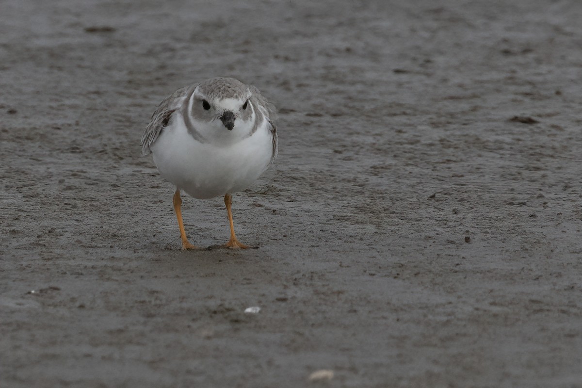 Piping Plover - ML611730024
