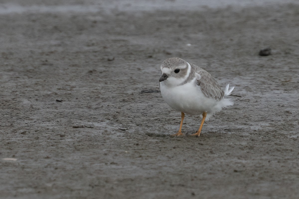 Piping Plover - ML611730026