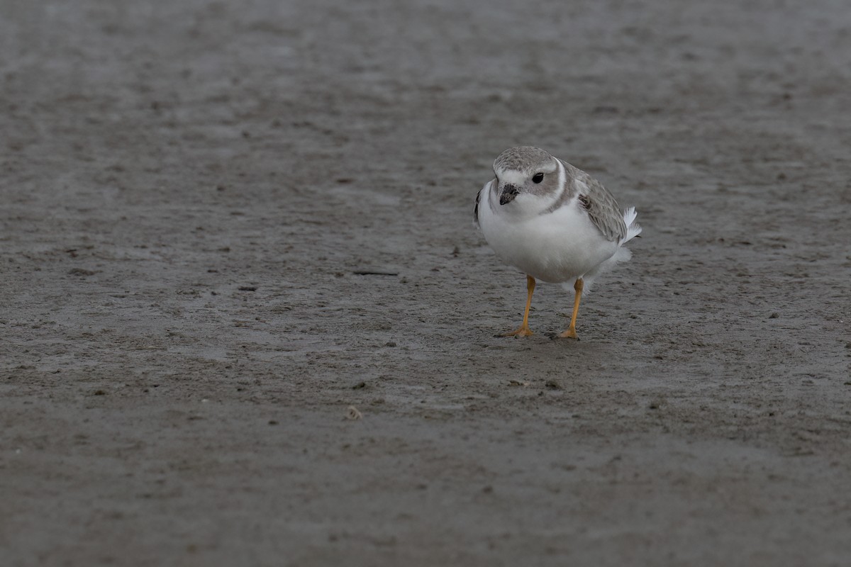 Piping Plover - ML611730027
