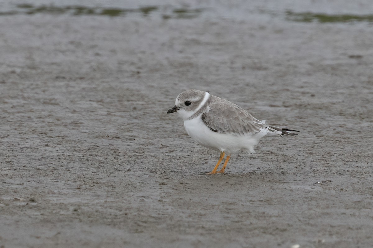 Piping Plover - ML611730028