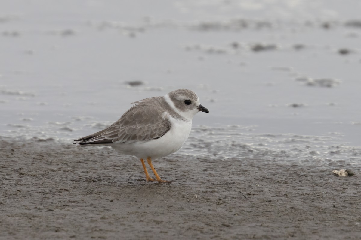 Piping Plover - ML611730029