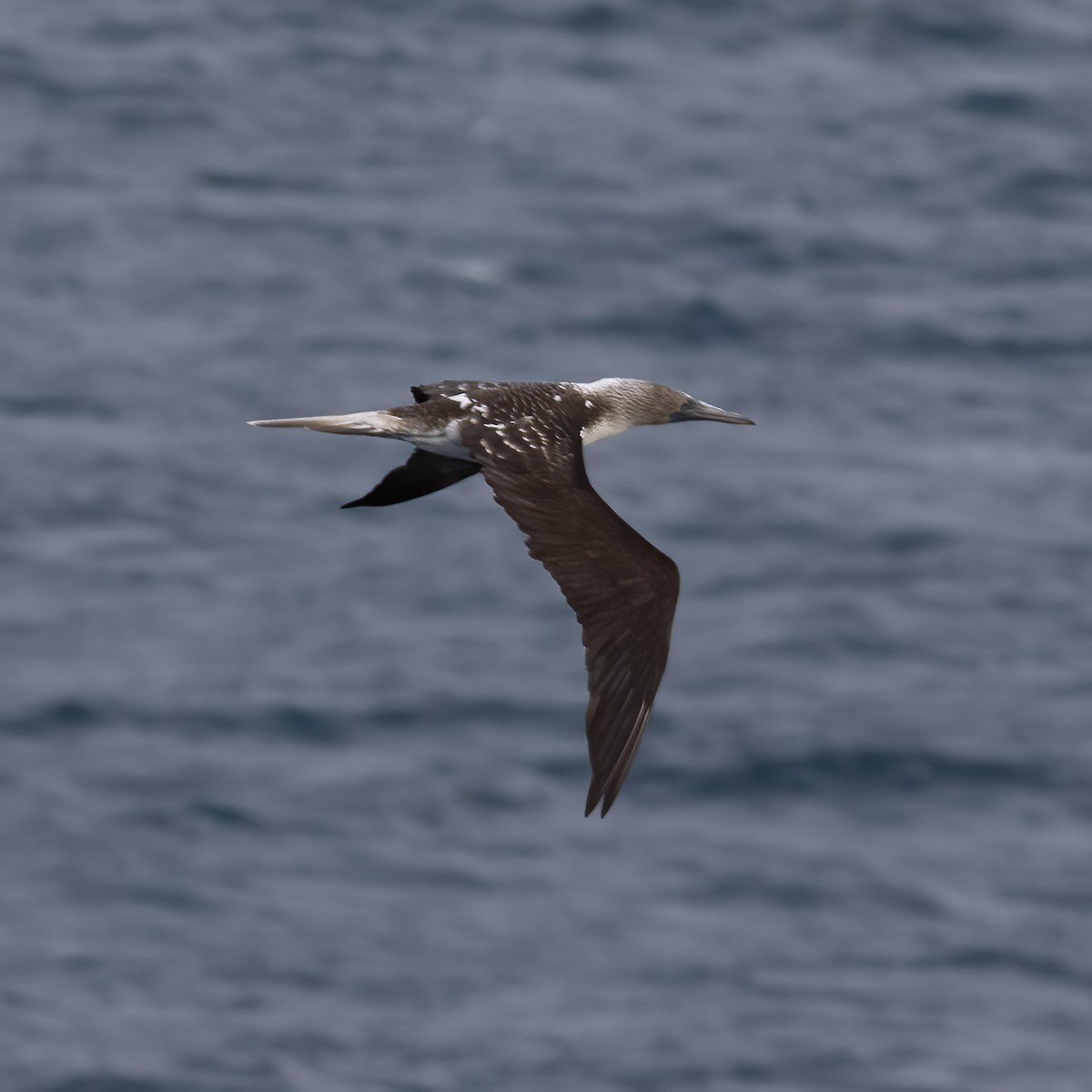 Blue-footed Booby - ML611730200