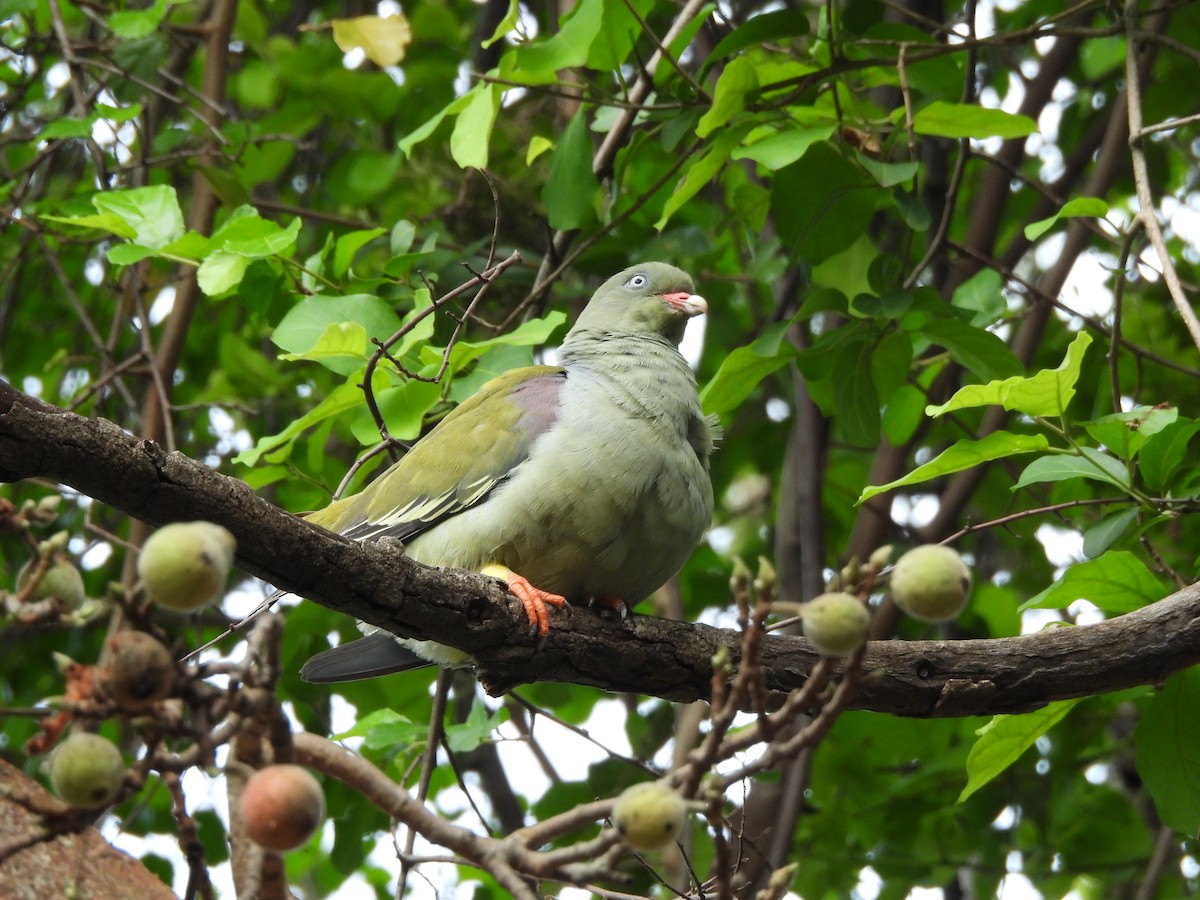 African Green-Pigeon (Gray-breasted) - ML611730294