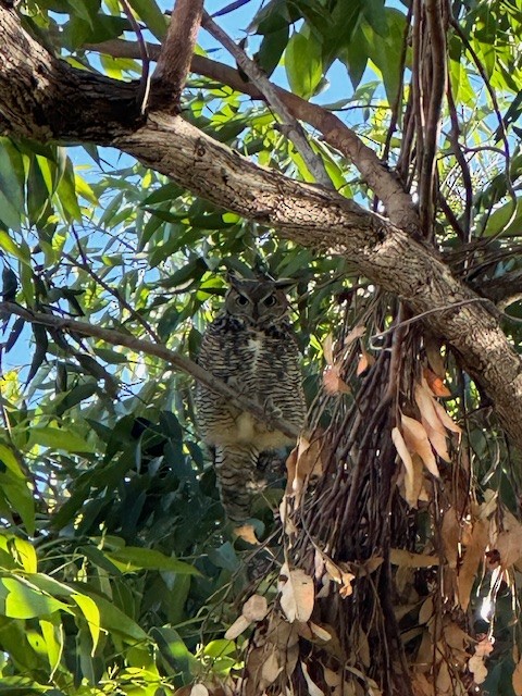 Great Horned Owl - ML611730402