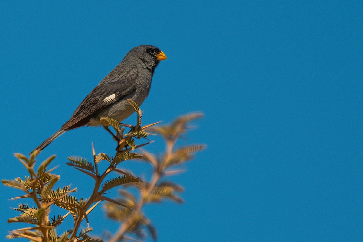 Band-tailed Seedeater - ML611730495