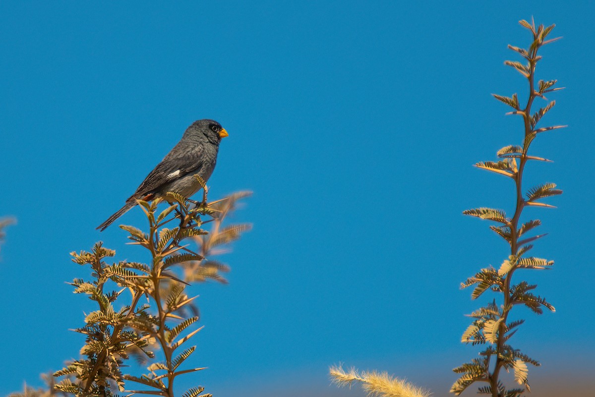 Band-tailed Seedeater - ML611730496