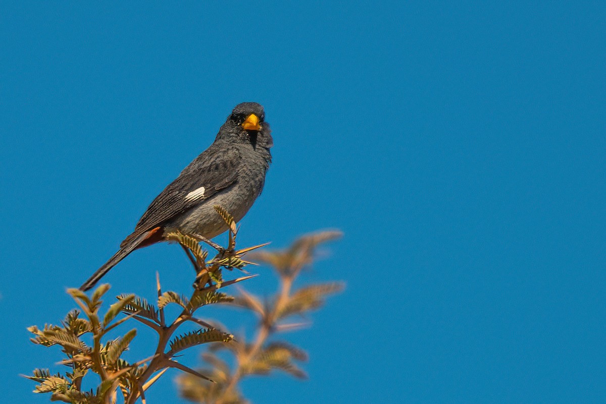 Band-tailed Seedeater - ML611730498