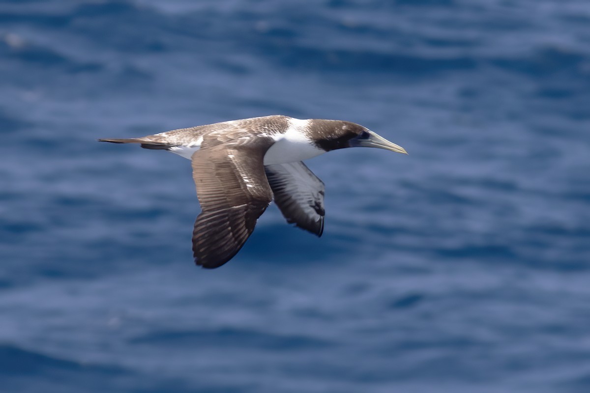 Masked Booby - ML611730726