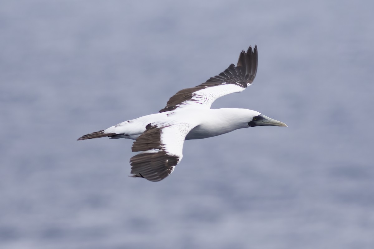 Masked Booby - ML611730729