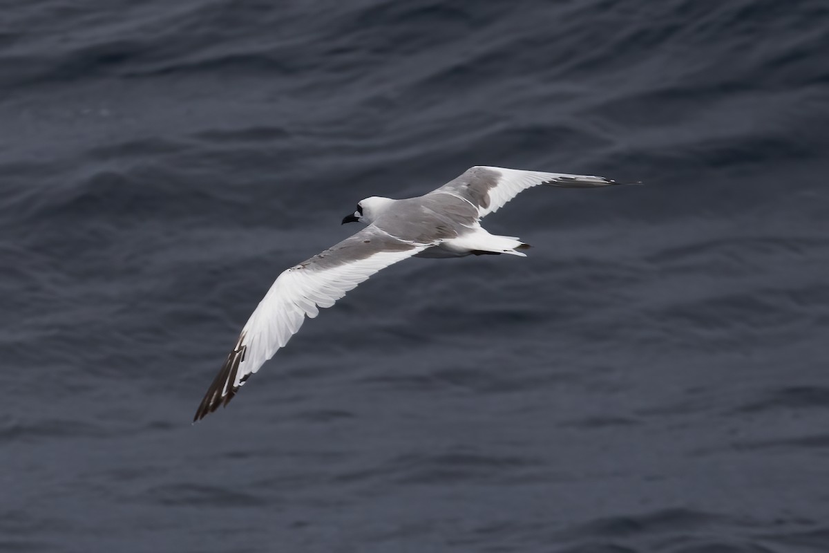 Swallow-tailed Gull - ML611730963