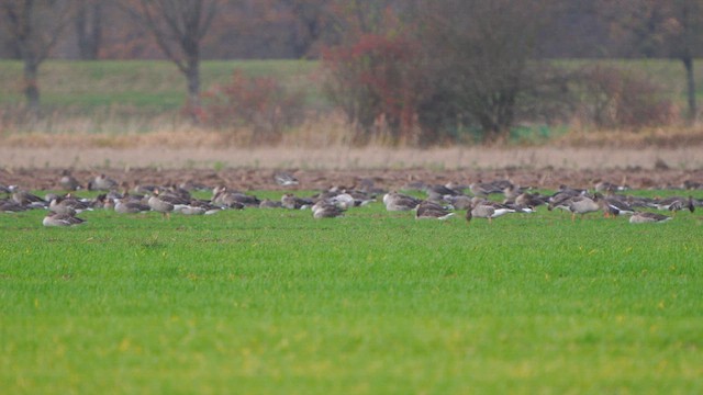 Greater White-fronted Goose - ML611731340