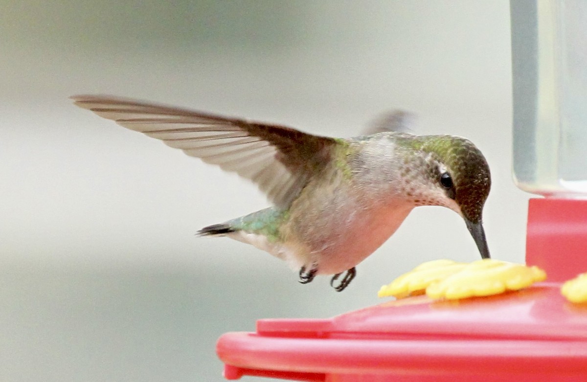 Ruby-throated Hummingbird - ML611731611