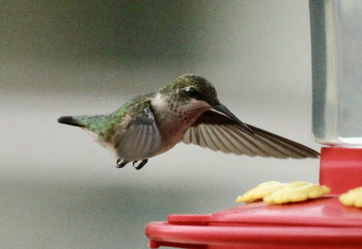 Ruby-throated Hummingbird - ML611731612