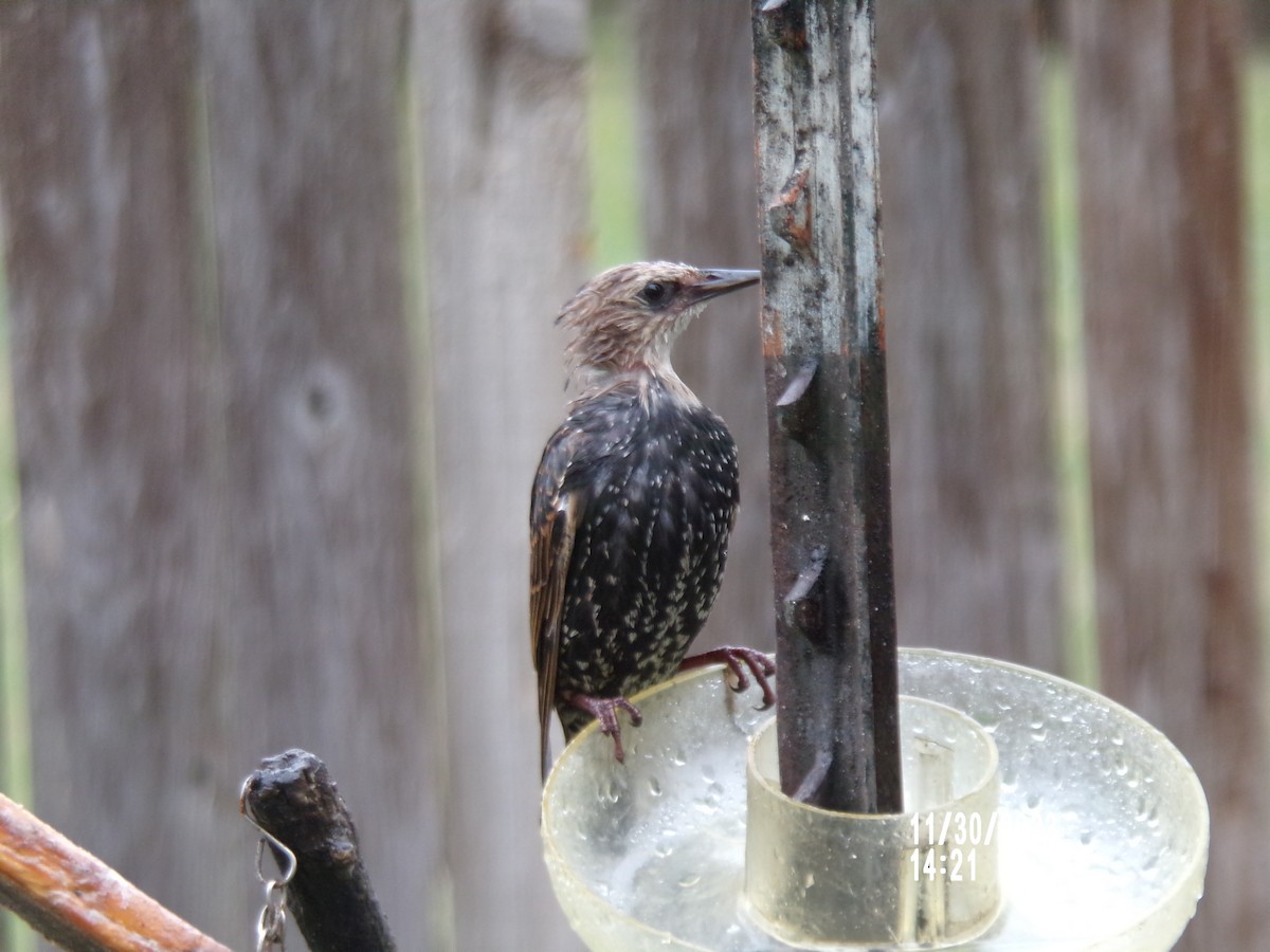 European Starling - ML611732090