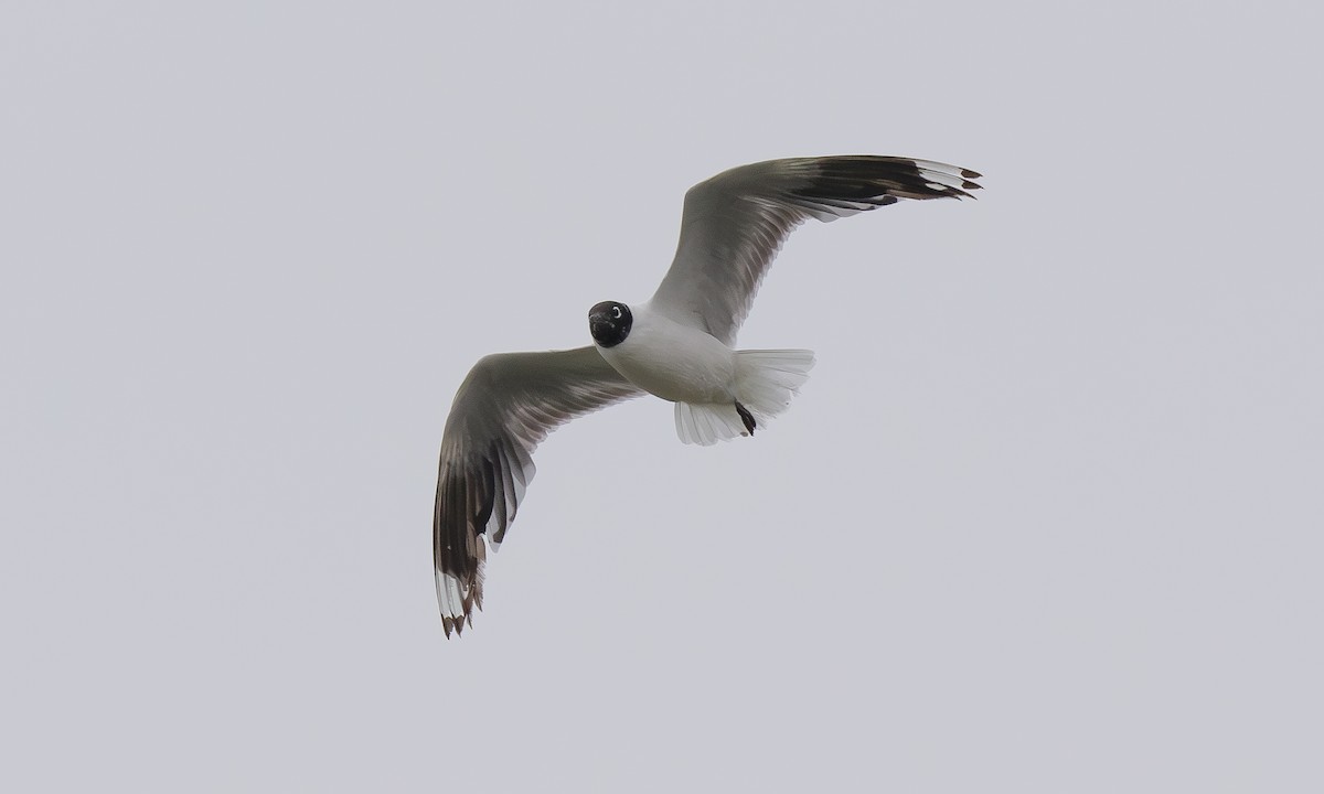 Andean Gull - ML611732642