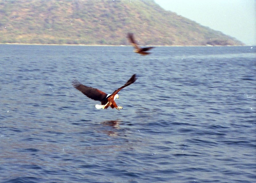 African Fish-Eagle - Bryan Baker