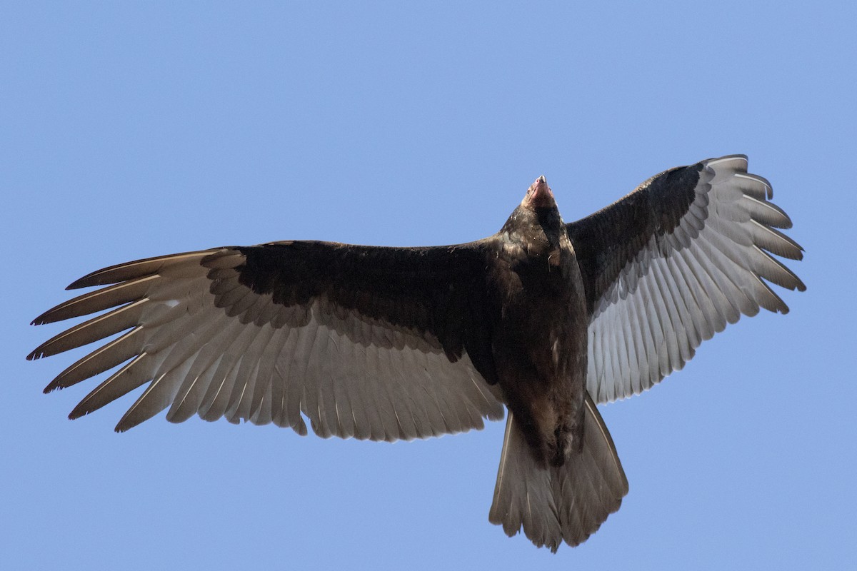 Turkey Vulture - ML611733124