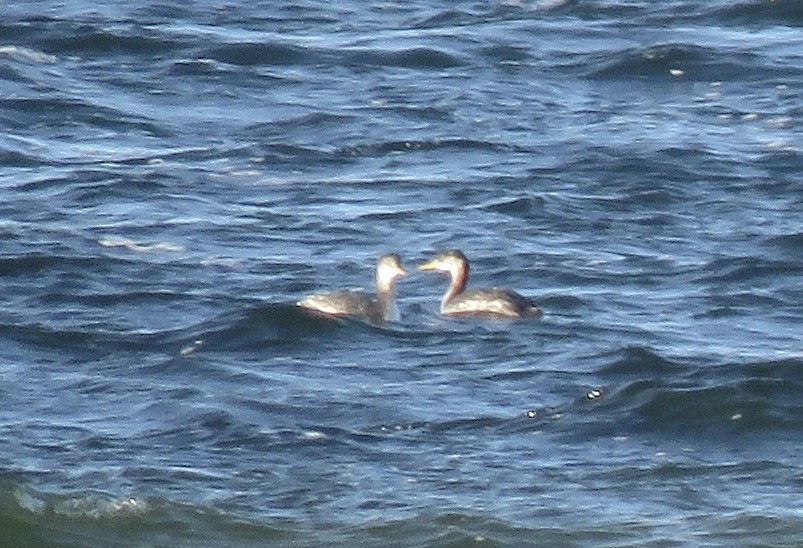 Red-necked Grebe - ML611733171