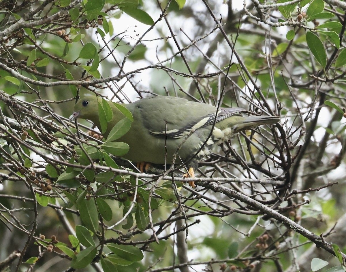 Madagascar Green-Pigeon - ML611733307