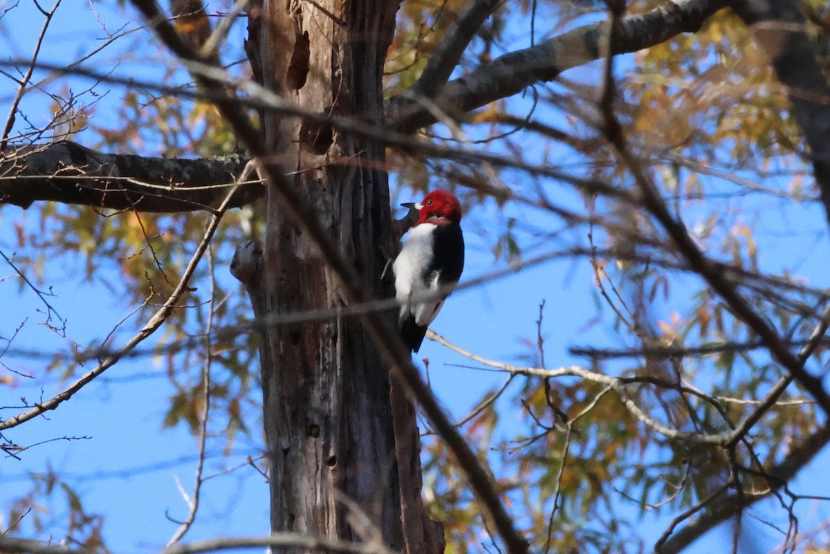 Red-headed Woodpecker - ML611733578