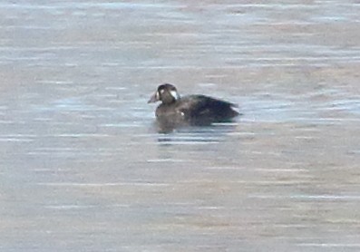 Surf Scoter - ML611733813