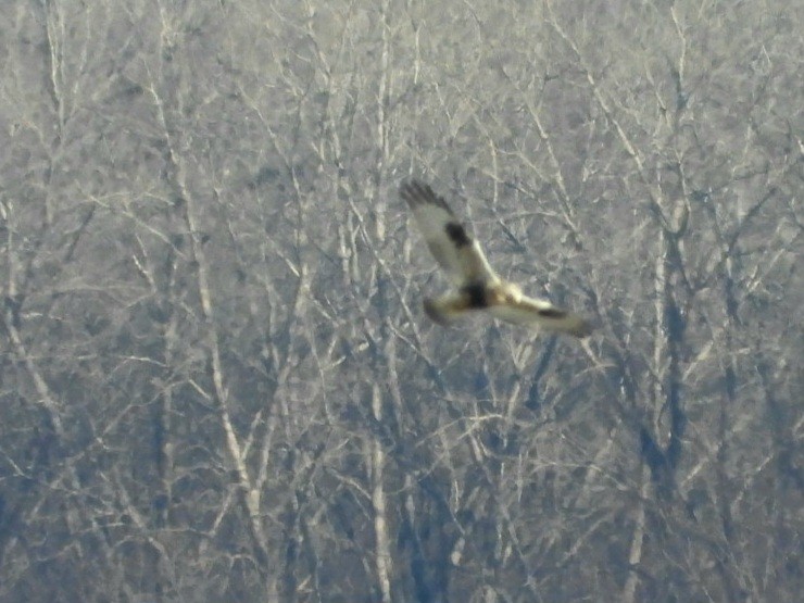 Rough-legged Hawk - ML611733889