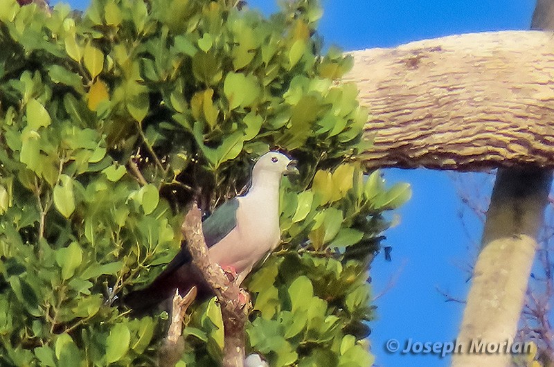 Spice Imperial-Pigeon - ML611733892
