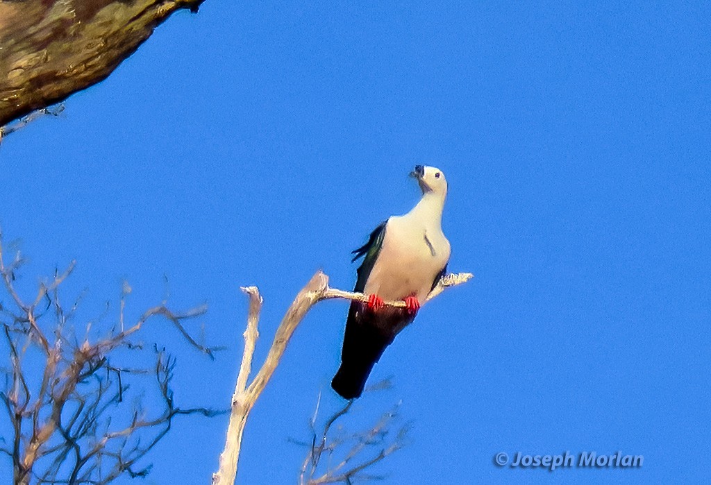 Spice Imperial-Pigeon - ML611733893