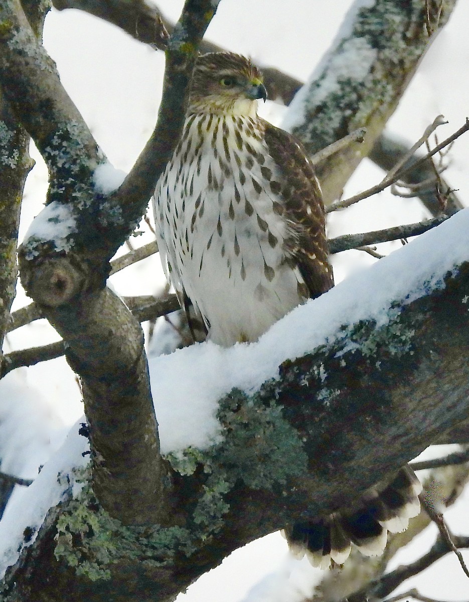Cooper's Hawk - ML611733901
