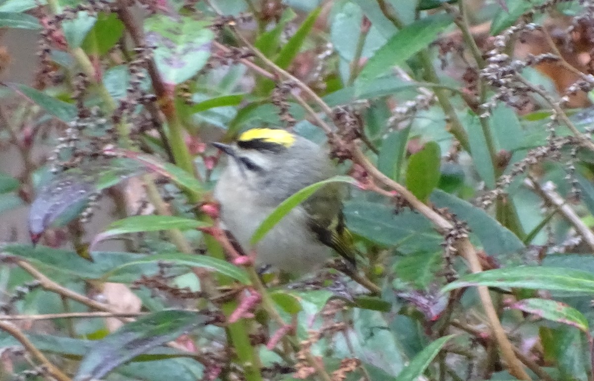 Golden-crowned Kinglet - ML611733902