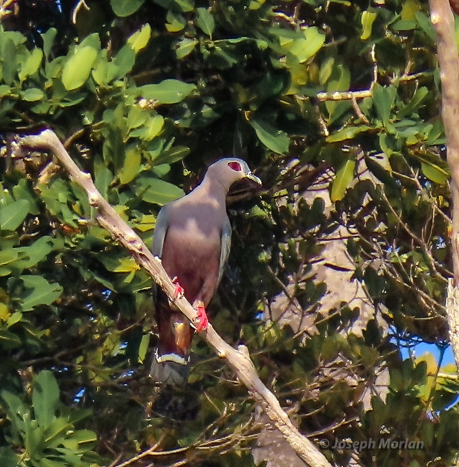 Pinon's Imperial-Pigeon - ML611733903
