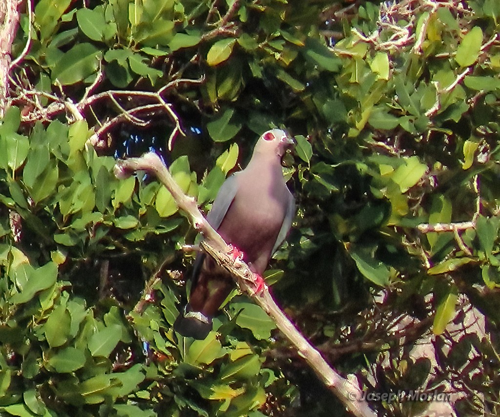 Pinon's Imperial-Pigeon - ML611733904
